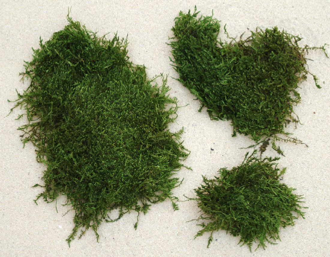 Plattenmoos APFELGRUEN 1kg Sparp.